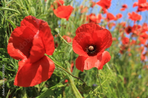 red poppies in a field © asia