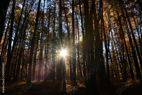 sun shining through the trees in a forest