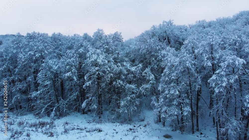 Beautiful trees in the park covered with snow, aerial footage. Beautiful trees in the park covered with snow, aerial footage.