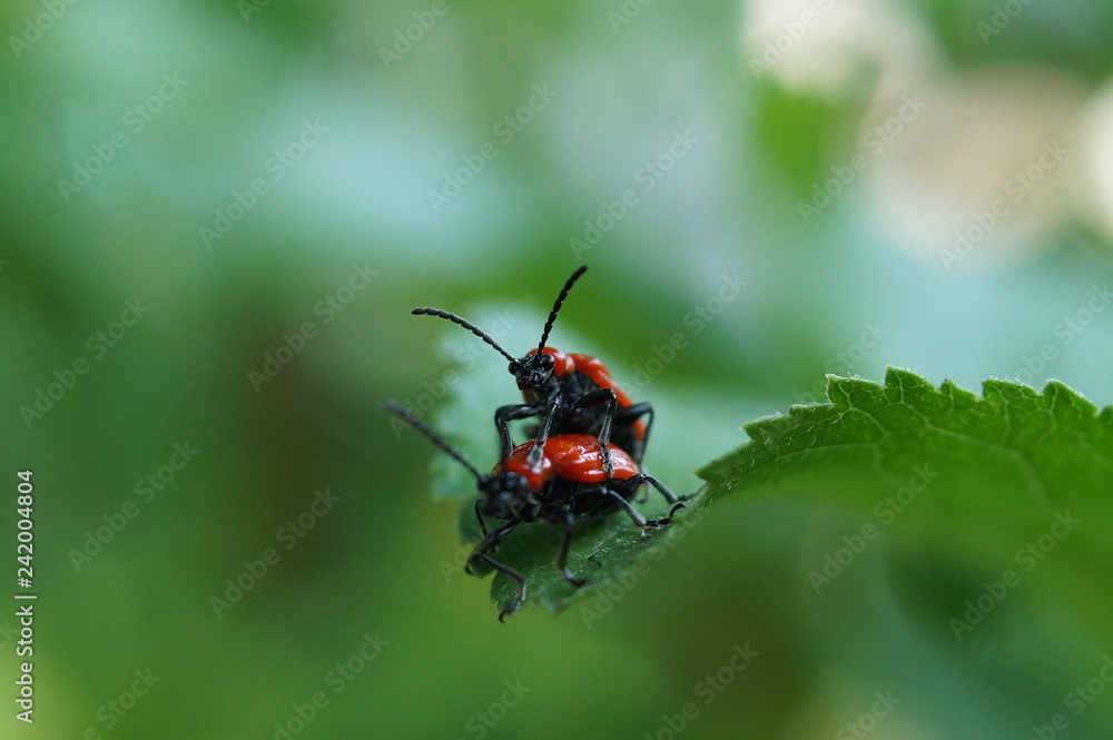 Obraz premium Käferpaarung