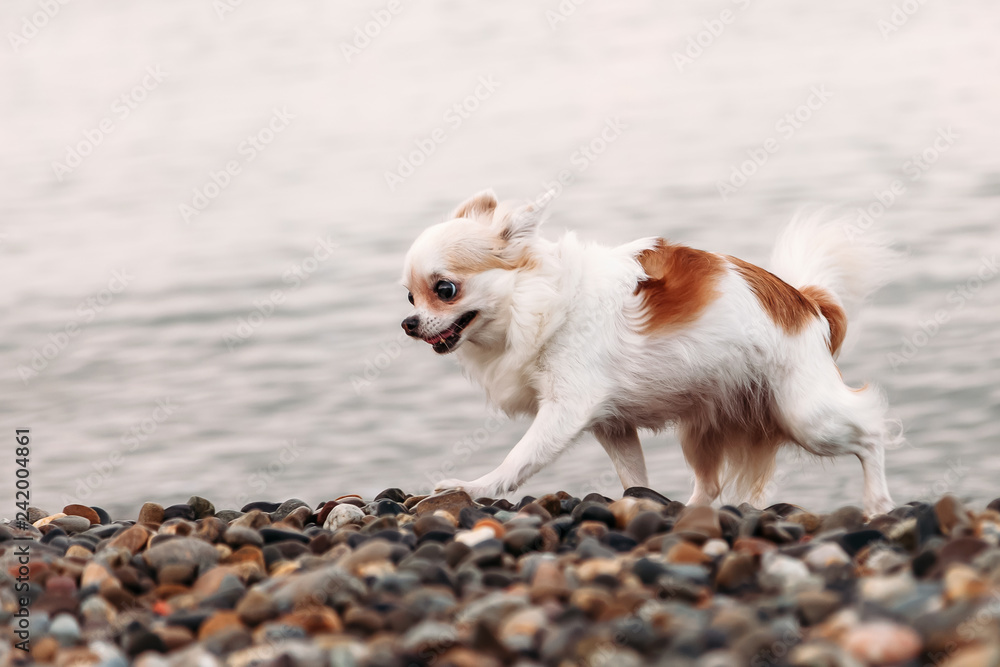 Little beautiful happy smiling dog Chihuahua runs on the beach
