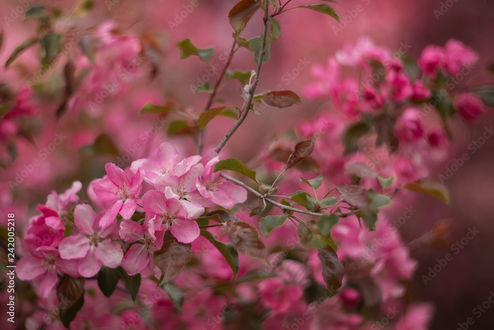 Apple tree branch in bloom with pink flowers in spring orchard Apple tree branch in bloom with pink flowers in spring orchard