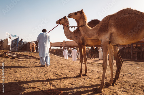 Camel market in Al Ain