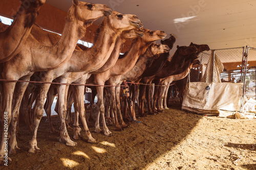 Camel market in Al Ain