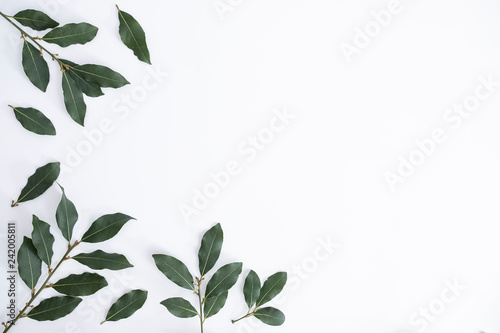 Obraz na płótnie Isolated background with green daphne leaves