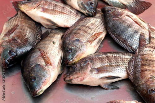 fresh fish in market