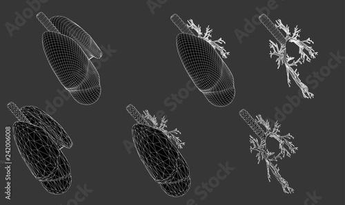Vector set 3D lungs and bronchus. Isolated on white background. Element for medical design.