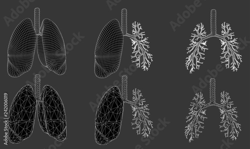 Vector set 3D lungs and bronchus. Isolated on white background. Element for medical design.