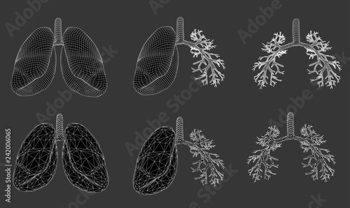 Vector set 3D lungs and bronchus. Isolated on white background. Element for medical design.