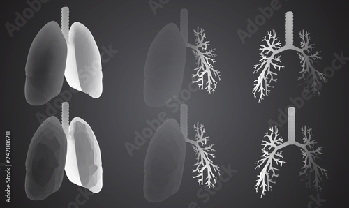 Vector set 3D lungs and bronchus. Isolated on white background. Element for medical design.