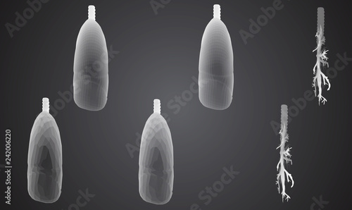 Vector set 3D lungs and bronchus. Isolated on white background. Element for medical design.
