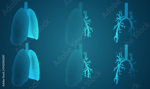Vector set 3D lungs and bronchus. on color background. Element for medical design.