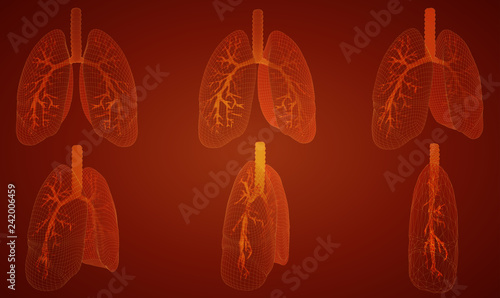 Vector set 3D lungs and bronchus. on color background. Element for medical design.