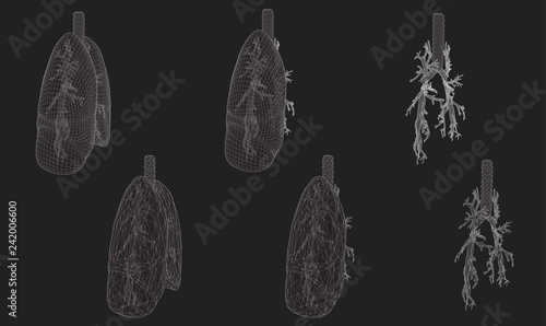 Vector set 3D lungs and bronchus. Isolated on white background. Element for medical design.