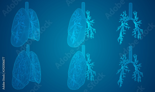 vector set. lungs and bronchi. 3d elements for design