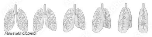 vector set. lungs and bronchi. 3d elements for design