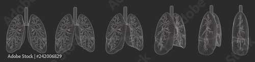 vector set. lungs and bronchi. 3d elements for design