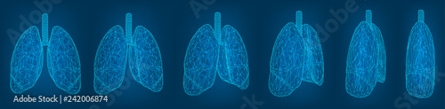 vector set. lungs and bronchi. 3d elements for design photo