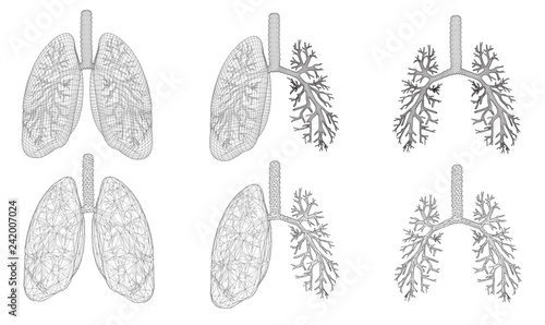 Vector set 3D lungs and bronchus. Isolated on white background. Element for medical design.