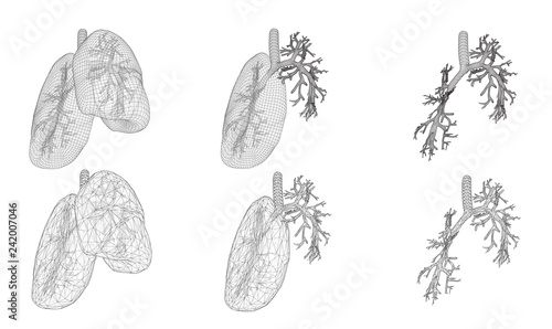 Vector set 3D lungs and bronchus. Isolated on white background. Element for medical design.