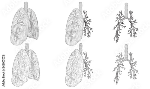 Vector set 3D lungs and bronchus. Isolated on white background. Element for medical design.