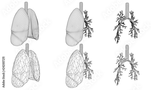 Vector set 3D lungs and bronchus. Isolated on white background. Element for medical design.