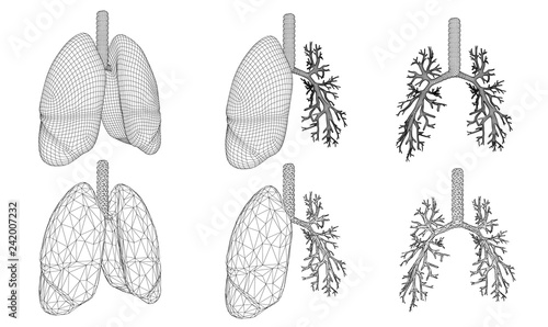 Vector set 3D lungs and bronchus. Isolated on white background. Element for medical design.