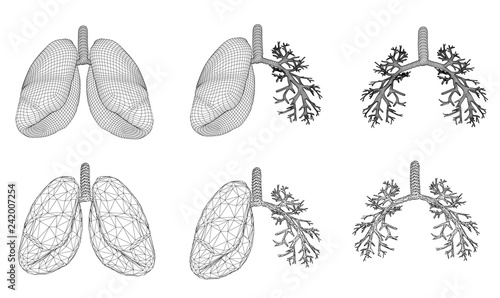 Vector set 3D lungs and bronchus. Isolated on white background. Element for medical design.