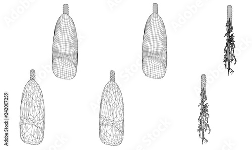 Vector set 3D lungs and bronchus. Isolated on white background. Element for medical design.