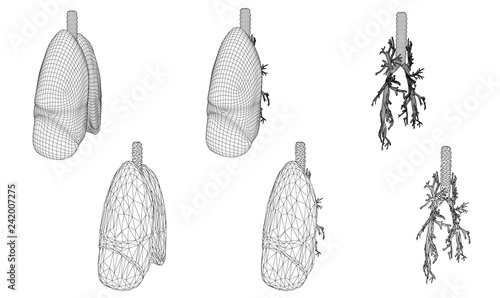 Vector set 3D lungs and bronchus. Isolated on white background. Element for medical design.