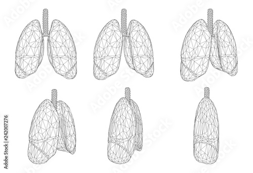 Vector set 3D lungs and bronchus. Isolated on white background. Element for medical design.