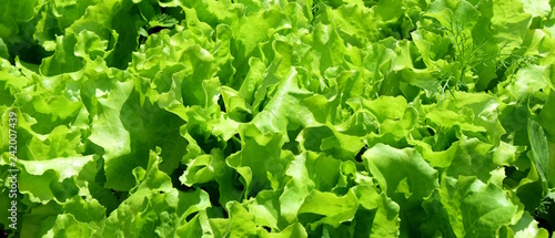 Cuadro en lienzo Grüne junge Salatpflanzen im Gartenbeet