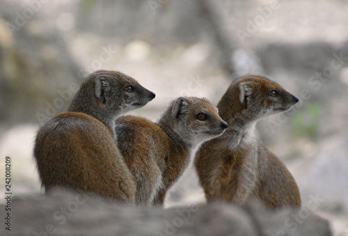 Three mongoose
