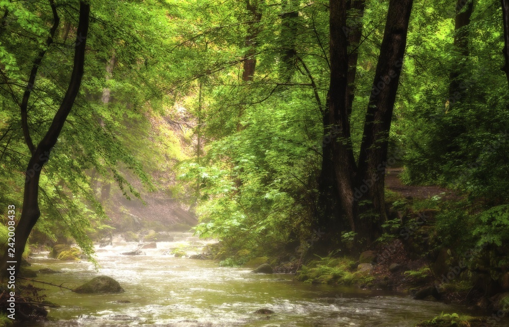 Fluss im Wald mit leichtem Nebel darüber, auf den Licht fällt