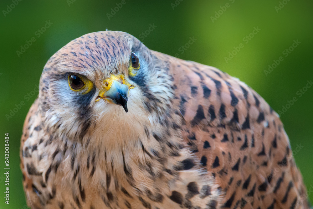 The common kestrel (Falco tinnunculus) The common kestrel (Falco tinnunculus)