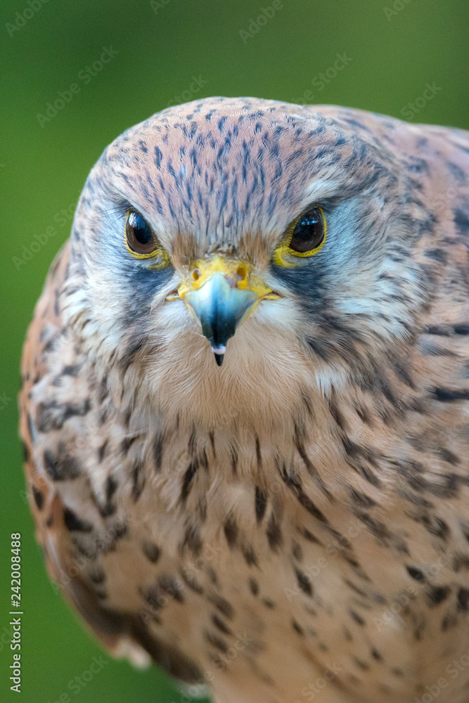 The common kestrel (Falco tinnunculus) The common kestrel (Falco tinnunculus)