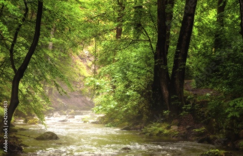Fluss im Wald mit leichtem Nebel dar  ber  auf den Licht f  llt