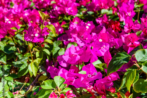 Blossoming bougainvillea plant growing in the garden