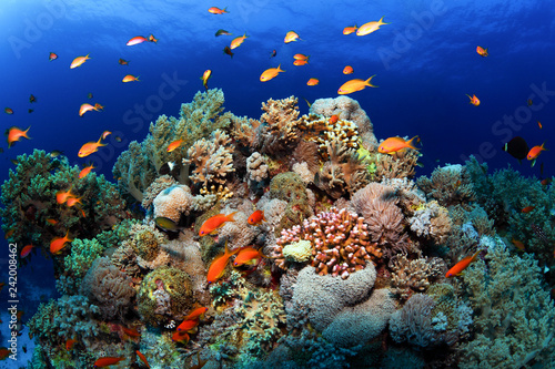 Fototapeta Naklejka Na Ścianę i Meble -  Coral reefs Red Sea. General plan underwater.