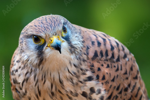The common kestrel (Falco tinnunculus)