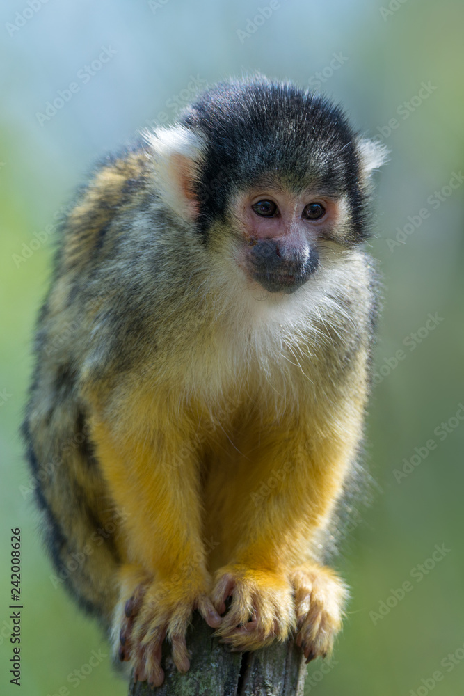 The black-capped squirrel monkey (Saimiri boliviensis) The black-capped squirrel monkey (Saimiri boliviensis)