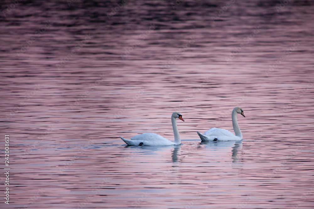 Swans in the pale winter light during sunset in Stockholm, Sweden