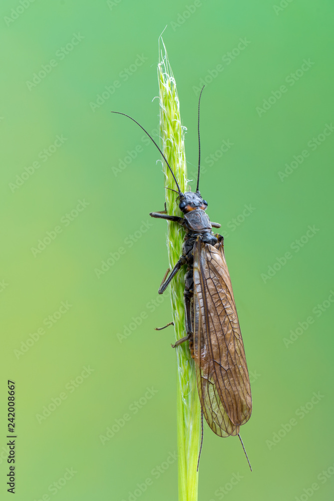 The Plecoptera commonly known as stoneflies - obrazy, fototapety, plakaty 