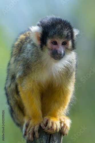 The black-capped squirrel monkey (Saimiri boliviensis)