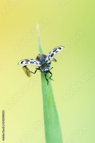 spotted willow leaf beetle - Chrysomela vigintipunctata photo
