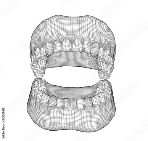 human jaw. 3d vector layout. medicine and health