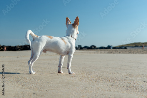 White terrier dog stands proudly on sandy beach © Gunnar