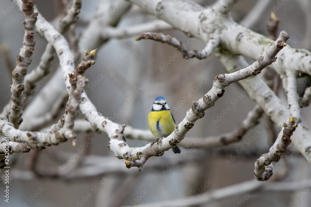 Mavi baştankara » Eurasian Blue Tit » Cyanistes caeruleus Mavi baştankara » Eurasian Blue Tit » Cyanistes caeruleus