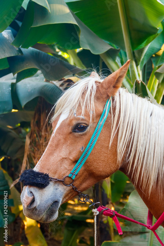 Fototapeta Naklejka Na Ścianę i Meble -  Close-up of young chestnut horse