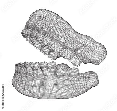 human jaw. 3d vector layout. medicine and health